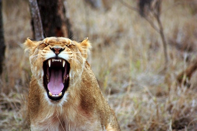 6 Content Marketing Tools That Will Make Your Content Roar